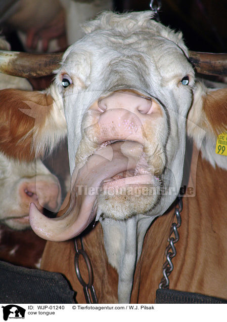 cow tongue / WJP-01240