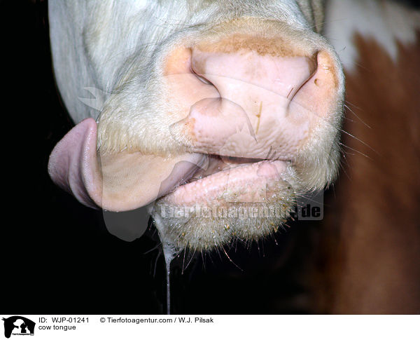 Rinderzunge / cow tongue / WJP-01241