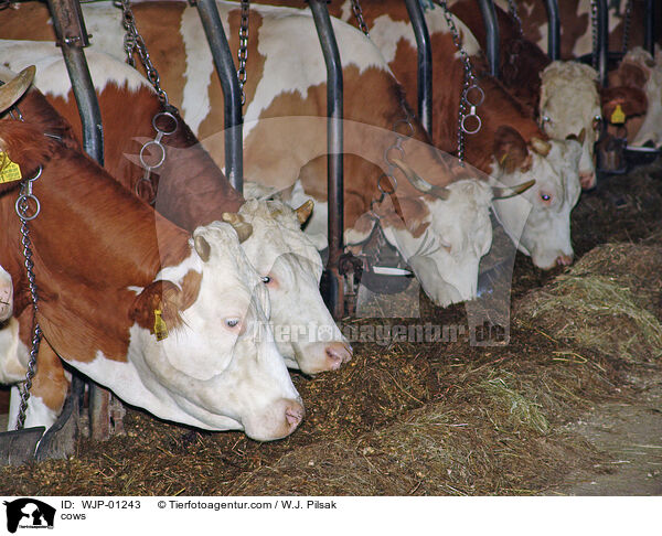 cows / WJP-01243