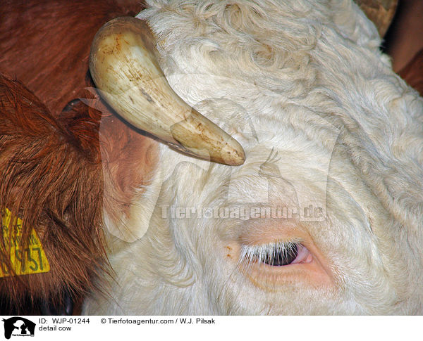 Detail eines Rinds / detail cow / WJP-01244