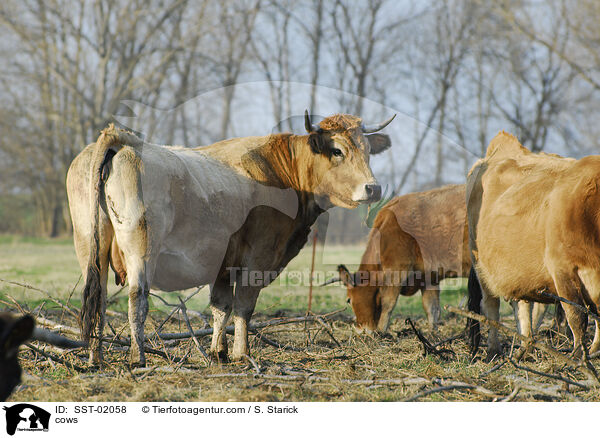 Rinder / cows / SST-02058