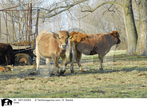 cows / SST-02064