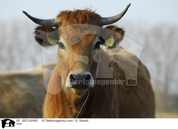 Rind / cow / SST-02065