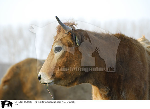 Rind / cow / SST-02066