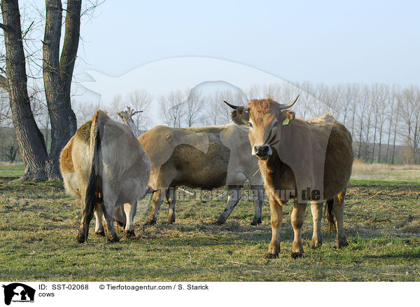 Rinder / cows / SST-02068