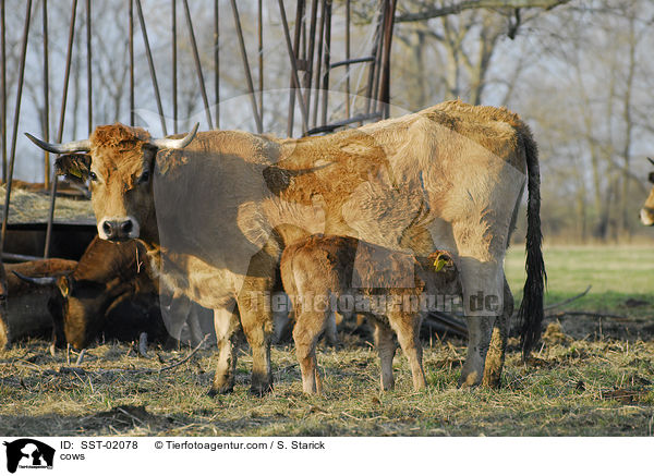 cows / SST-02078