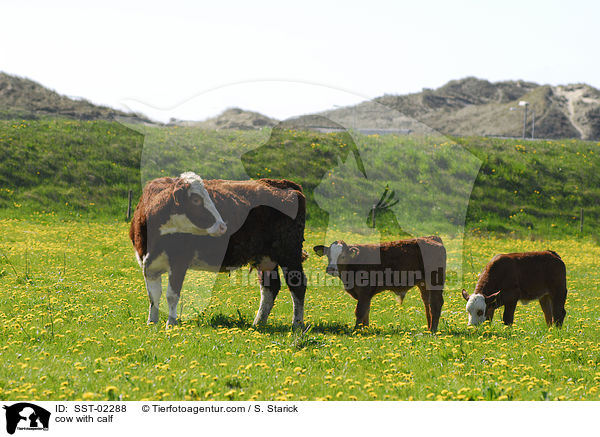 Mutterkuh mit Kalb / cow with calf / SST-02288