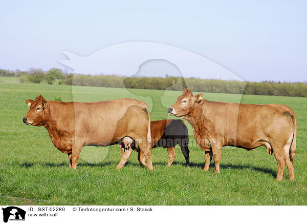 Mutterkuh mit Kalb / cow with calf / SST-02289