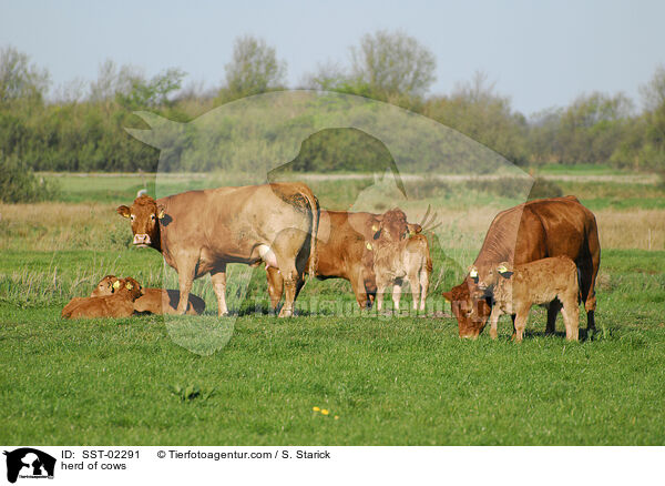 Herde Khe / herd of cows / SST-02291