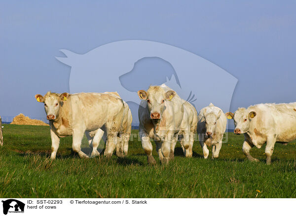 Herde Khe / herd of cows / SST-02293