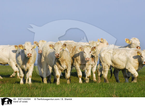 Herde Khe / herd of cows / SST-02294