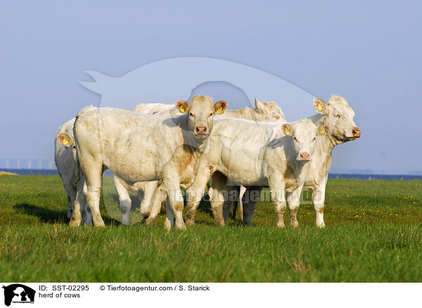 Herde Khe / herd of cows / SST-02295