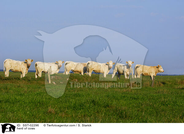 Herde Khe / herd of cows / SST-02296