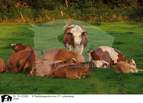 Khe / cows / FL-01393