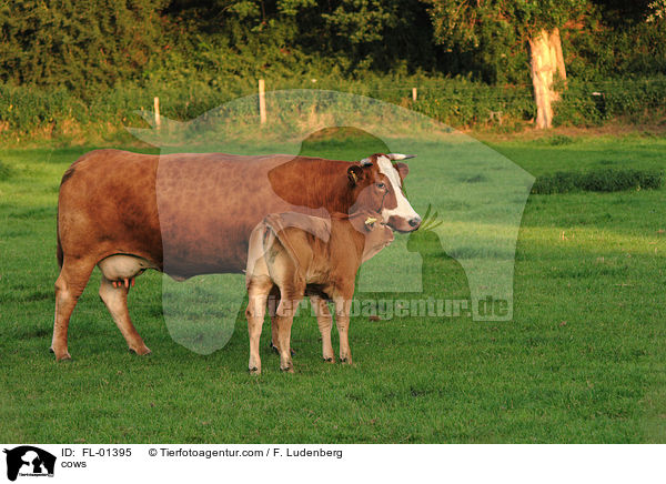 Khe / cows / FL-01395