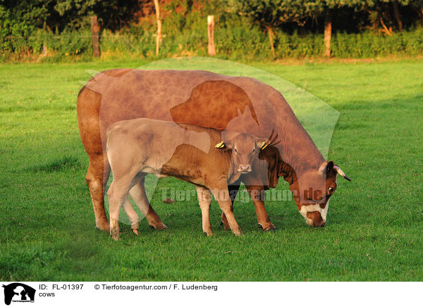 Khe / cows / FL-01397