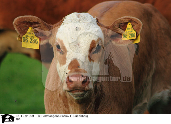 Kalb / calf / FL-01399
