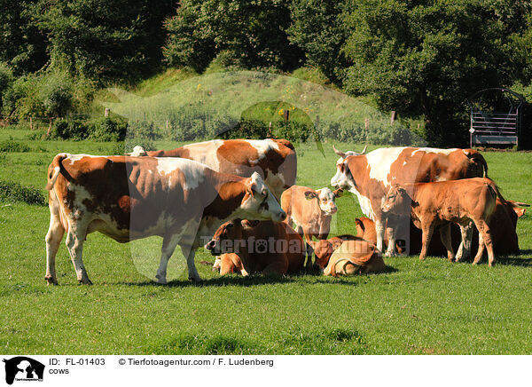 cows / FL-01403