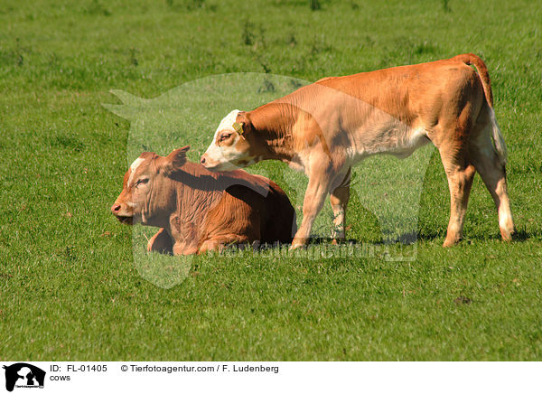 Khe / cows / FL-01405