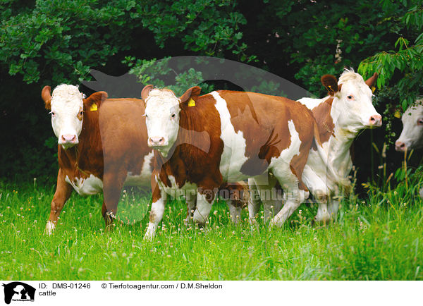 Rinder / cattle / DMS-01246