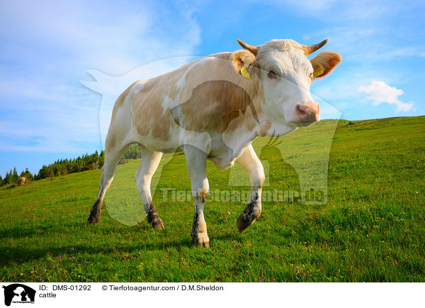 cattle / DMS-01292