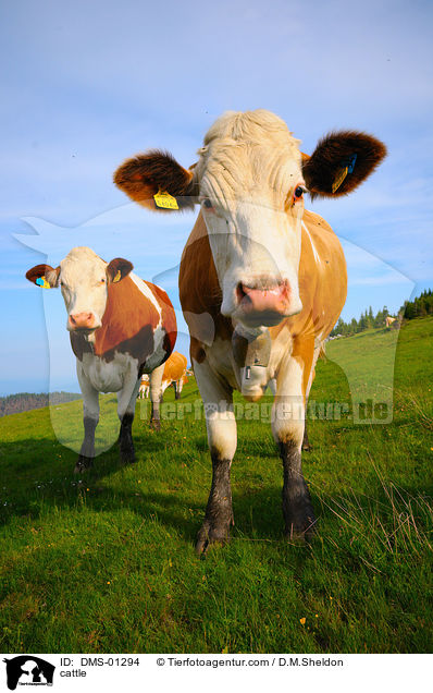 Rinder / cattle / DMS-01294