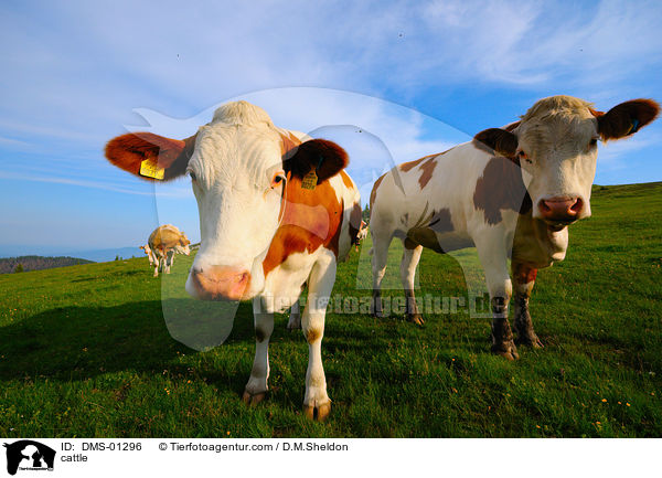 Rinder / cattle / DMS-01296