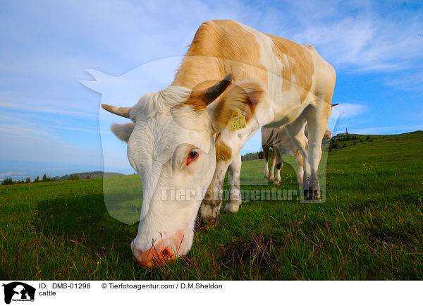 Rinder / cattle / DMS-01298
