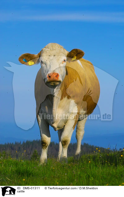 Rinder / cattle / DMS-01311