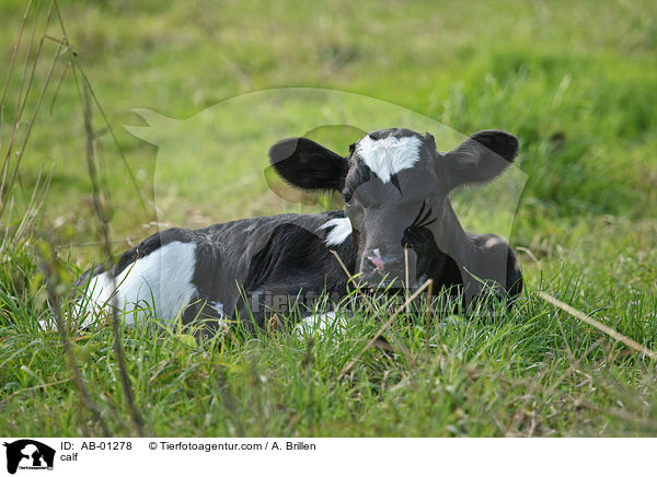 calf / AB-01278