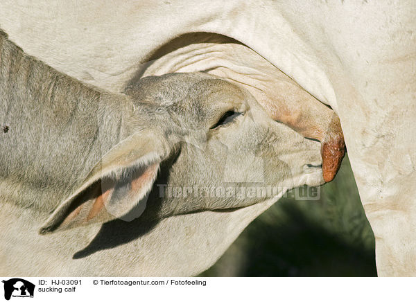 sugendes Kalb / sucking calf / HJ-03091