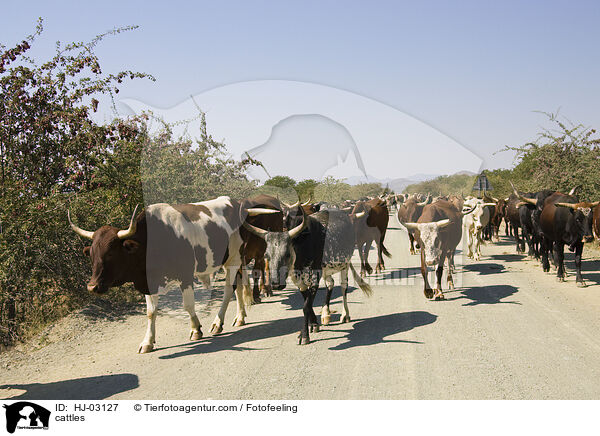 cattles / HJ-03127