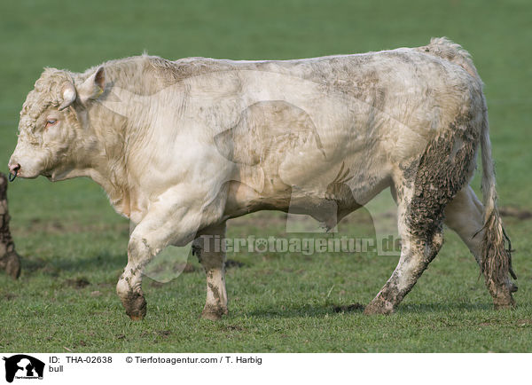 bull / THA-02638