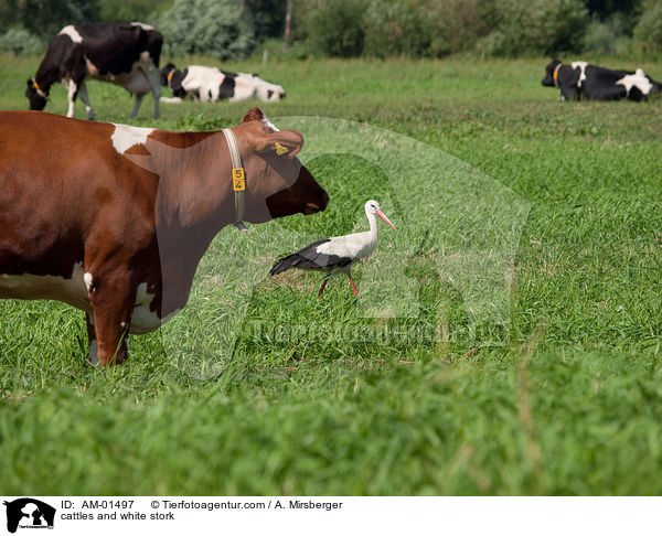 cattles and white stork / AM-01497