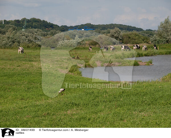 cattles / AM-01499