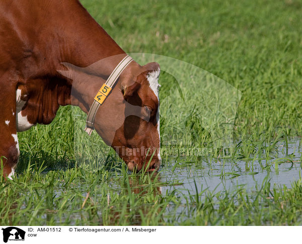 cow / AM-01512