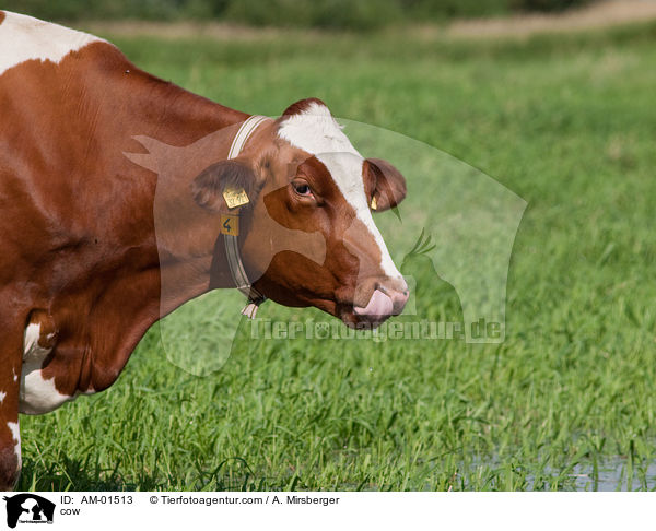 cow / AM-01513