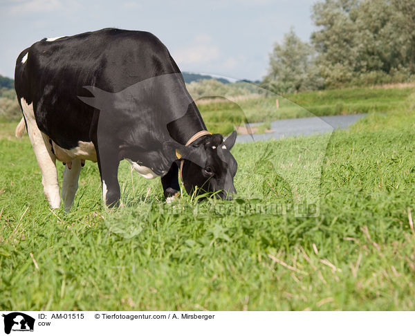 cow / AM-01515