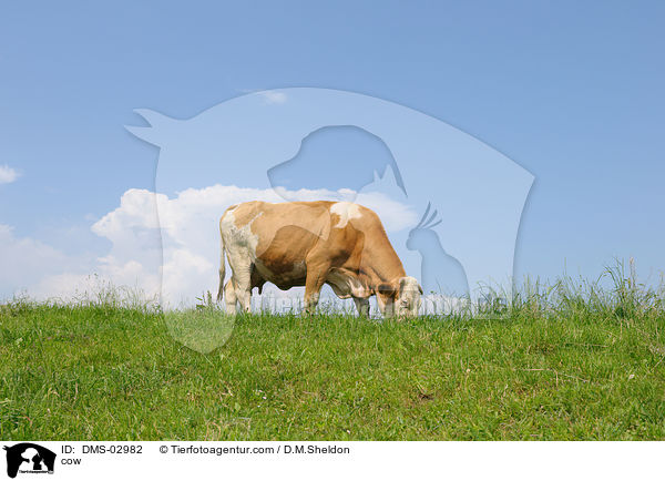 cow / DMS-02982