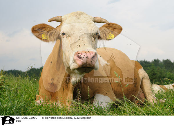 cow / DMS-02990