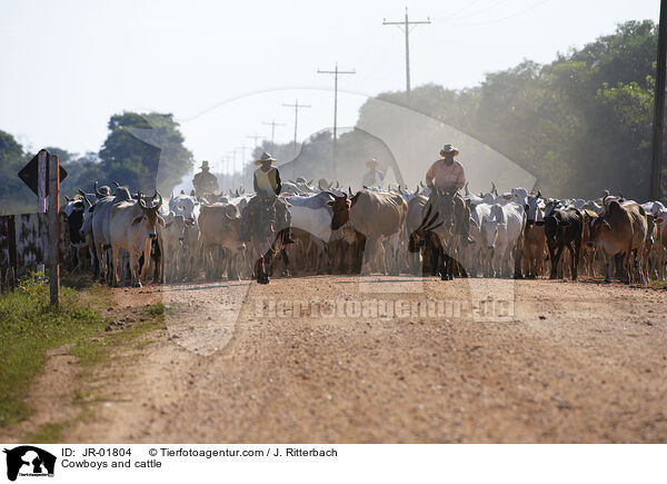 Cowboys treiben Rinder / Cowboys and cattle / JR-01804