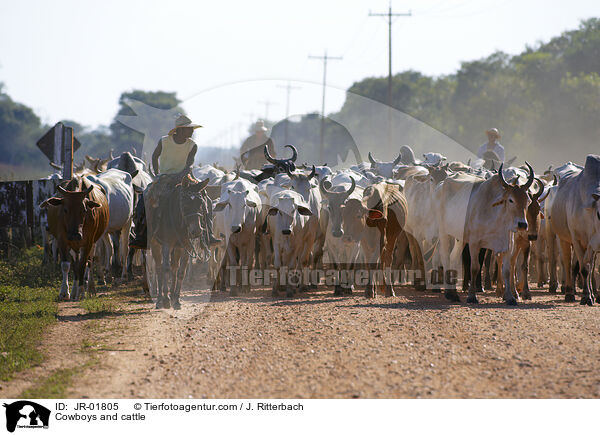 Cowboys treiben Rinder / Cowboys and cattle / JR-01805