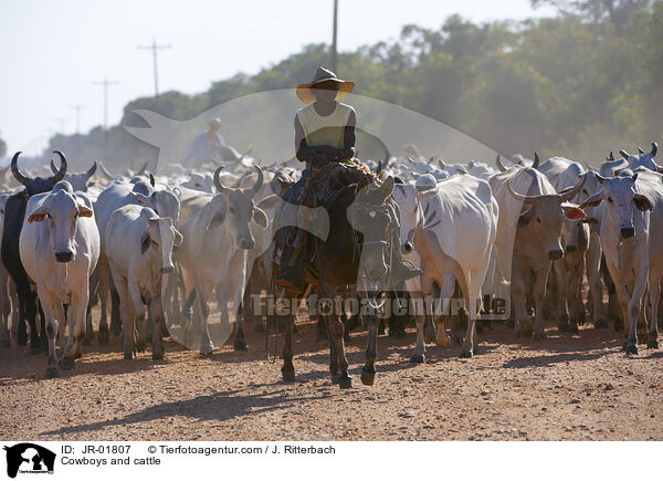 Cowboys and cattle / JR-01807