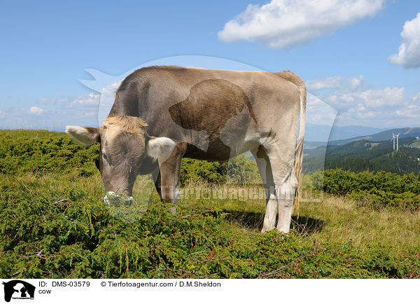 cow / DMS-03579