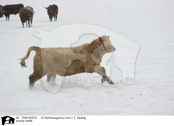 young cattle / THA-04072