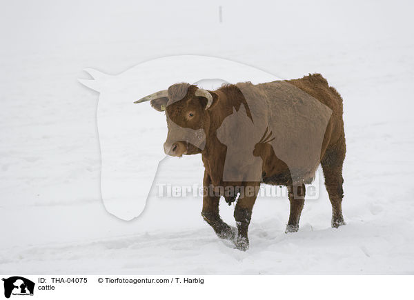 cattle / THA-04075