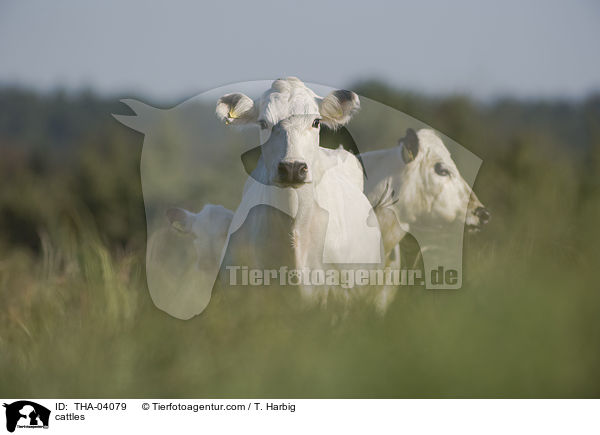 cattles / THA-04079