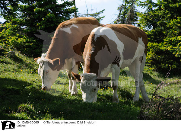 cattles / DMS-05065