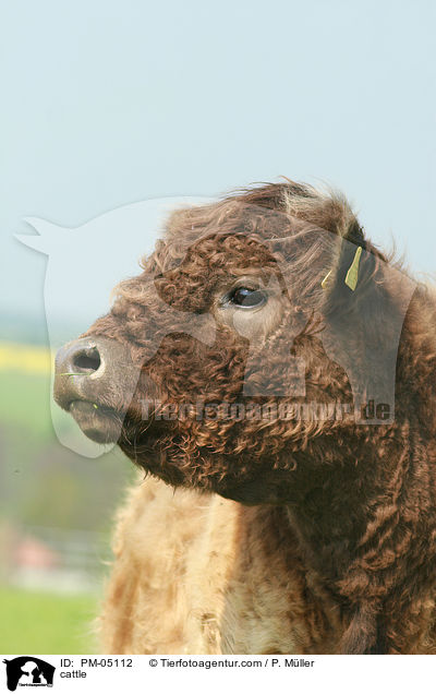 cattle / PM-05112