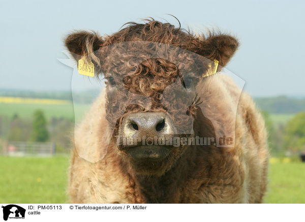 cattle / PM-05113